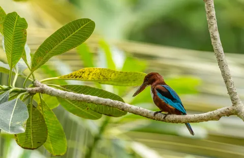 Yalıçapkını Kuşu 4K Duvar Kağıdı · birds · 3840×2487