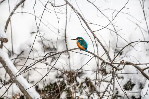 किंगफिशर पक्षी 4K वॉलपेपर · birds · 3840×2560