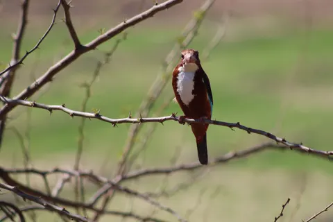 Sfondo Uccello Martin Pescatore 4K · birds · 3840×2560