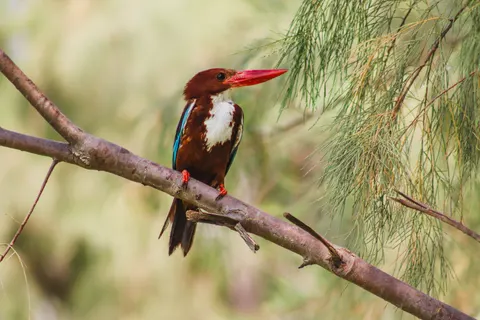 Sfondo Uccello Martin Pescatore 4K · birds · 3840×2560