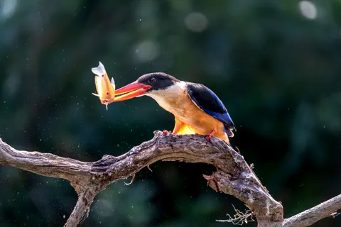 किंगफिशर पक्षी 4K वॉलपेपर · birds · 3840×2560