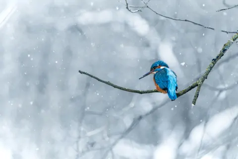 翠鸟 4K壁纸 · birds · 3840×2560