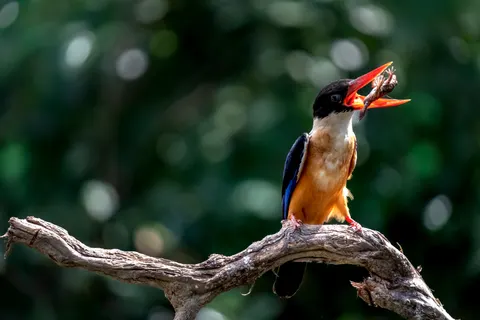 خلفية طائر الرفراف الملون بدقة 4K · birds · 3840×2560