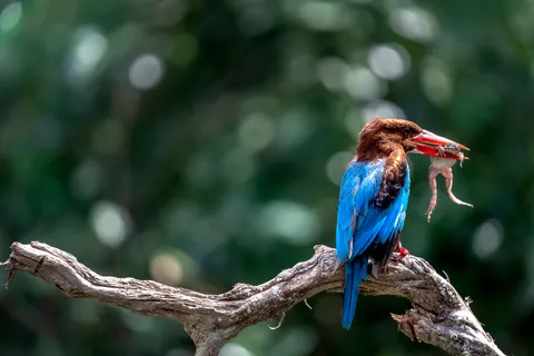 Обои Птица зимородок 4K · birds · 3840×2560