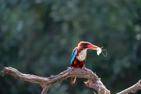 خلفية طائر الرفراف الملون بدقة 4K · birds · 3840×2560
