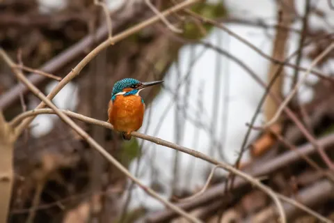 किंगफिशर पक्षी 4K वॉलपेपर · birds · 3840×2560