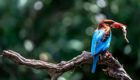 Eisvogel im Flug 4K Hintergrundbild · birds · 3840×2198