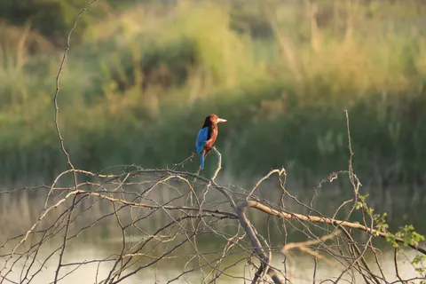 Fondo de pantalla Ave Martín Pescador 4K · birds · 3840×2560