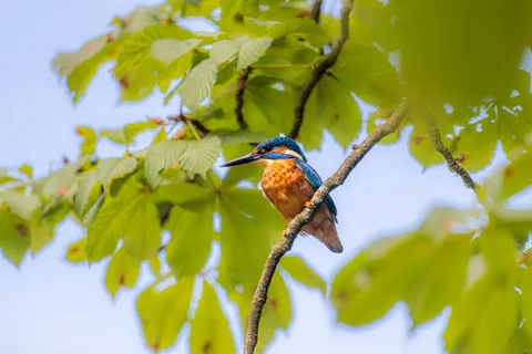 किंगफिशर पक्षी 4K वॉलपेपर · birds · 3840×2560
