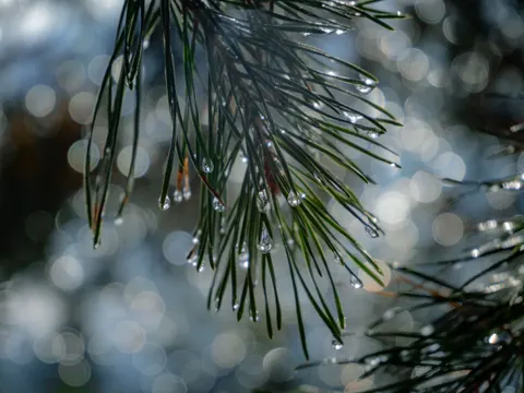 雨滴 4K壁纸 · nature · 3840×2883