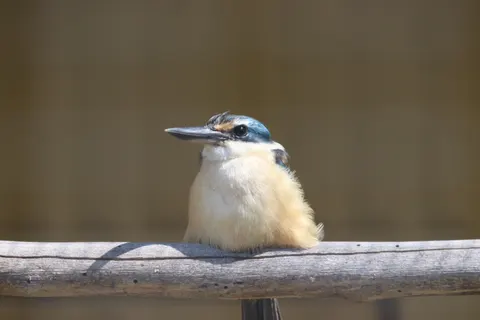 किंगफिशर पक्षी 4K वॉलपेपर · birds · 3840×2560