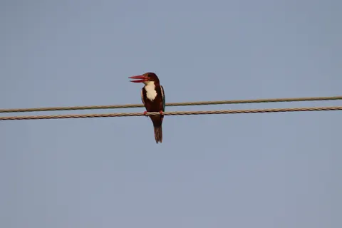 Yalıçapkını Kuşu 4K Duvar Kağıdı · birds · 3840×2560