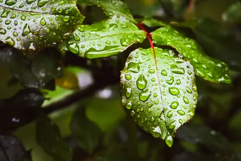 Обои Капли дождя 4K · nature · 3840×2560