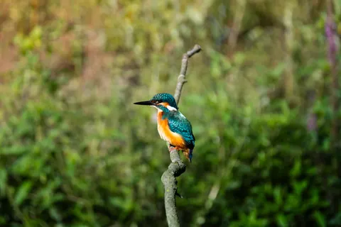 किंगफिशर पक्षी 4K वॉलपेपर · birds · 3840×2560