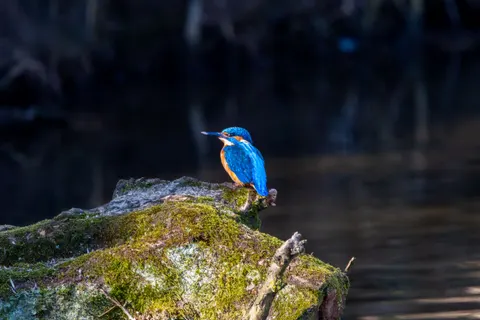 किंगफिशर पक्षी 4K वॉलपेपर · birds · 3840×2560