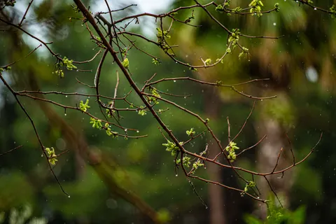 Fond d'écran Gouttes de pluie 4K · nature · 3840×2563