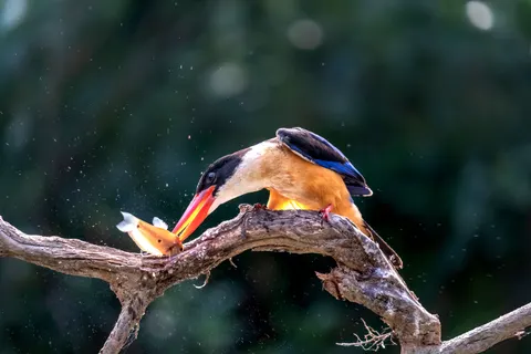 Fondo de pantalla Ave Martín Pescador 4K · birds · 3840×2560