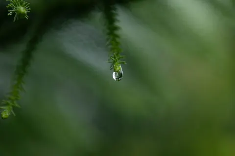 Fond d'écran Gouttes de pluie 4K · nature · 3840×2560