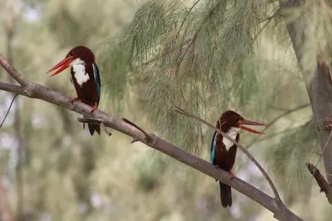 خلفية طائر الرفراف الملون بدقة 4K · birds · 3840×2560