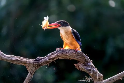 Yalıçapkını Kuşu 4K Duvar Kağıdı · birds · 3840×2560