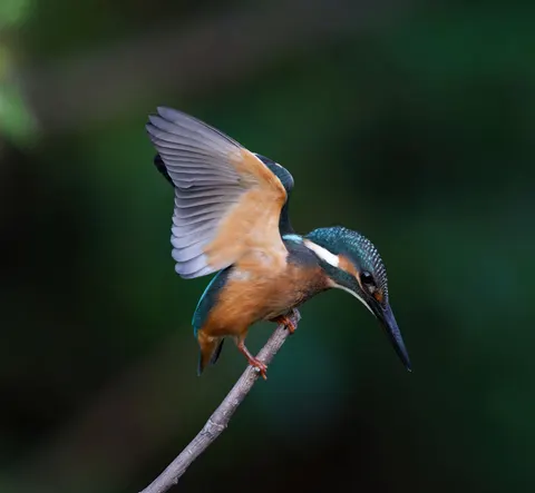 Yalıçapkını Kuşu 4K Duvar Kağıdı · birds · 3840×3547