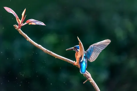 Eisvogel im Flug 4K Hintergrundbild · birds · 3840×2560