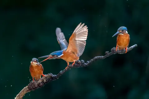 خلفية طائر الرفراف الملون بدقة 4K · birds · 3840×2560