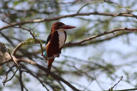 خلفية طائر الرفراف الملون بدقة 4K · birds · 3840×2560