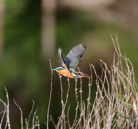 किंगफिशर पक्षी 4K वॉलपेपर · birds · 3840×3600