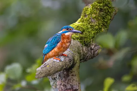 خلفية طائر الرفراف الملون بدقة 4K · birds · 3840×2560