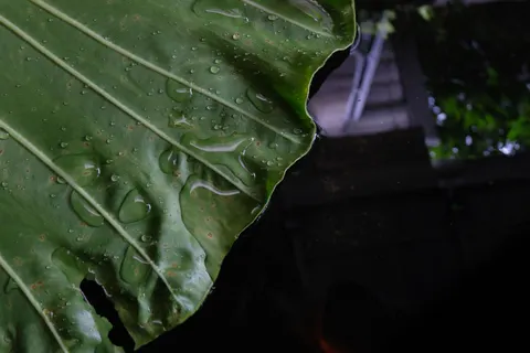 Fondo de pantalla Gotas de lluvia 4K · nature · 3840×2560