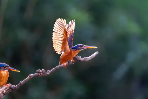 翠鸟 4K壁纸 · birds · 3840×2560