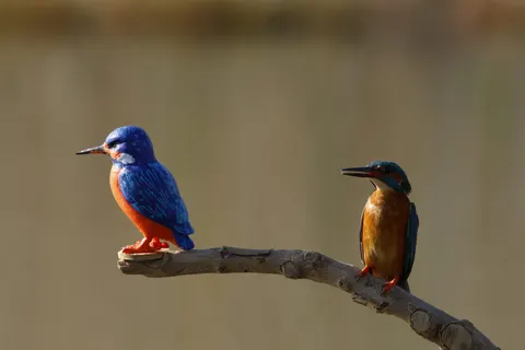 Yalıçapkını Kuşu 4K Duvar Kağıdı · birds · 3840×2560