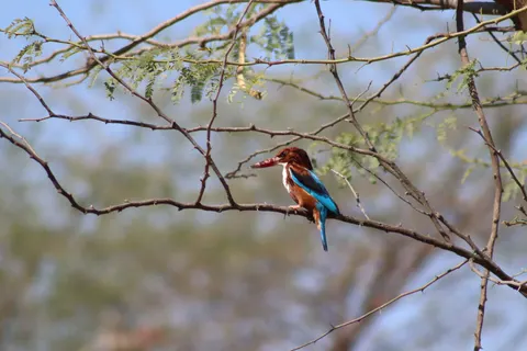 Sfondo Uccello Martin Pescatore 4K · birds · 3840×2560