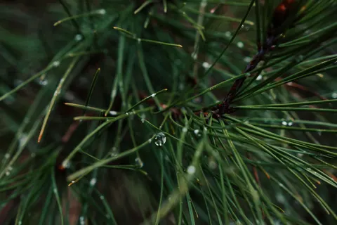 Fond d'écran Gouttes de pluie 4K · nature · 3840×2560