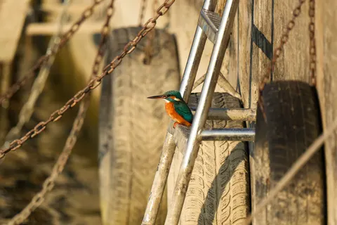 والپیپر پرنده ماهی‌خورک با کیفیت 4K · birds · 3840×2560