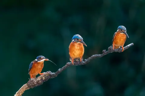 Sfondo Uccello Martin Pescatore 4K · birds · 3840×2560