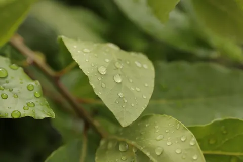 Fond d'écran Gouttes de pluie 4K · nature · 3840×2560