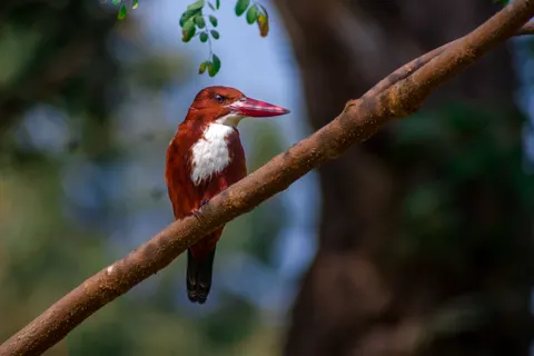 Sfondo Uccello Martin Pescatore 4K · birds · 3840×2560