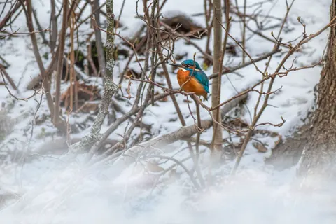 किंगफिशर पक्षी 4K वॉलपेपर · birds · 3840×2560
