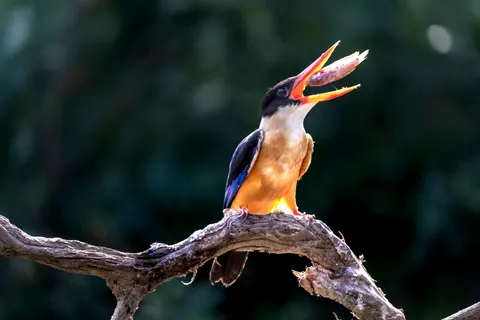 किंगफिशर पक्षी 4K वॉलपेपर · birds · 3840×2560
