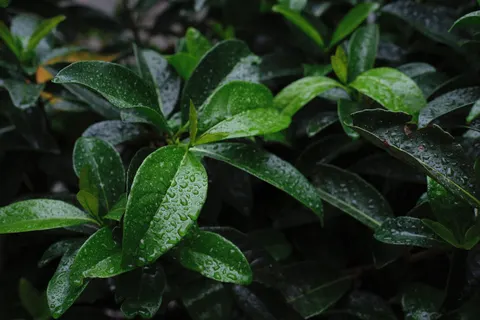 Обои Капли дождя 4K · nature · 3840×2560