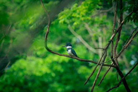 خلفية طائر الرفراف الملون بدقة 4K · birds · 3840×2563