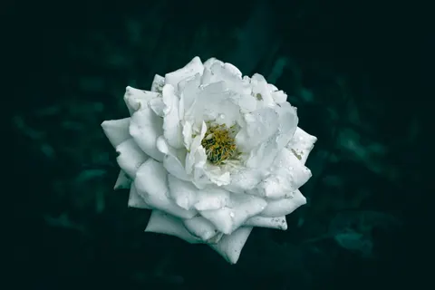 Обои Капли дождя 4K · nature · 3840×2560