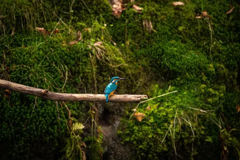 Yalıçapkını Kuşu 4K Duvar Kağıdı · birds · 3840×2555