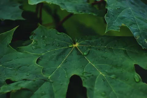 Papel de parede Gotas de chuva 4K · nature · 3840×2560