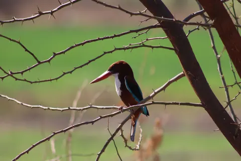 किंगफिशर पक्षी 4K वॉलपेपर · birds · 3840×2560