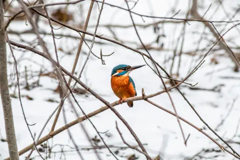 خلفية طائر الرفراف الملون بدقة 4K · birds · 3840×2560