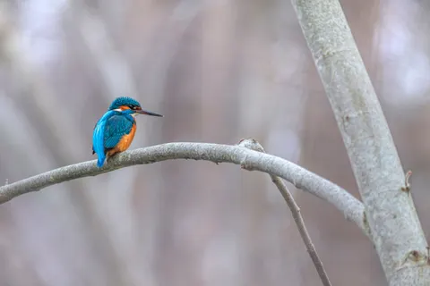 خلفية طائر الرفراف الملون بدقة 4K · birds · 3840×2560