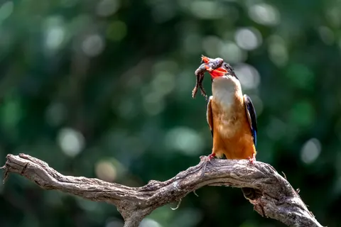 Fondo de pantalla Ave Martín Pescador 4K · birds · 3840×2560